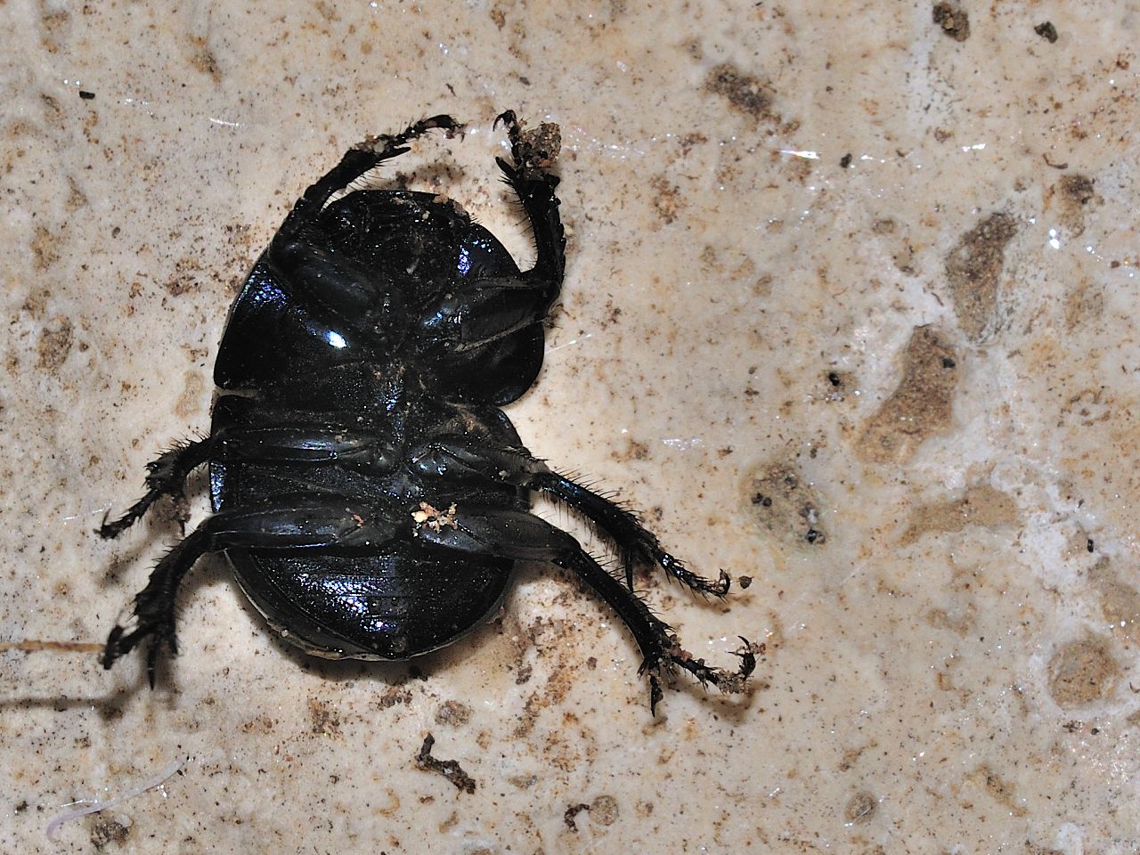 Jekelius intermedius?  No, Trypocopris pyrenaeus